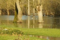 La Charente en janvier 2021 (8).JPG