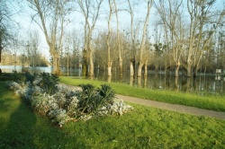 La Charente en janvier 2021 (11).JPG