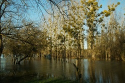 La Charente en janvier 2021 (14).JPG