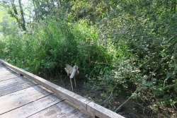 20 août 21 passerelle de la Flow Vélo entre Port à Clou et Les Vinets (3).JPG