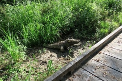 20 août 21 passerelle de la Flow Vélo entre Port à Clou et Les Vinets (6).JPG