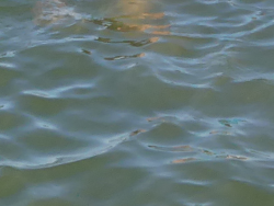 Aquagym le 14 juillet 22 (4).png