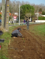 plantation haie 20 janvier 2024 (1).JPG
