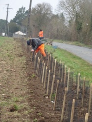 plantation haie 20 janvier 2024 (3).JPG