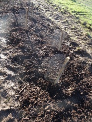 plantation haie 20 janvier 2024 (11).JPG