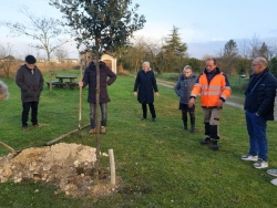 Un chêne vert en mémoire de Jeannick (1).jpg