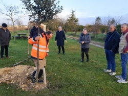 Un chêne vert en mémoire de Jeannick (2).jpg