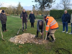 Un chêne vert en mémoire de Jeannick (3).jpg