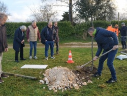 Un chêne vert en mémoire de Jeannick (4).jpg